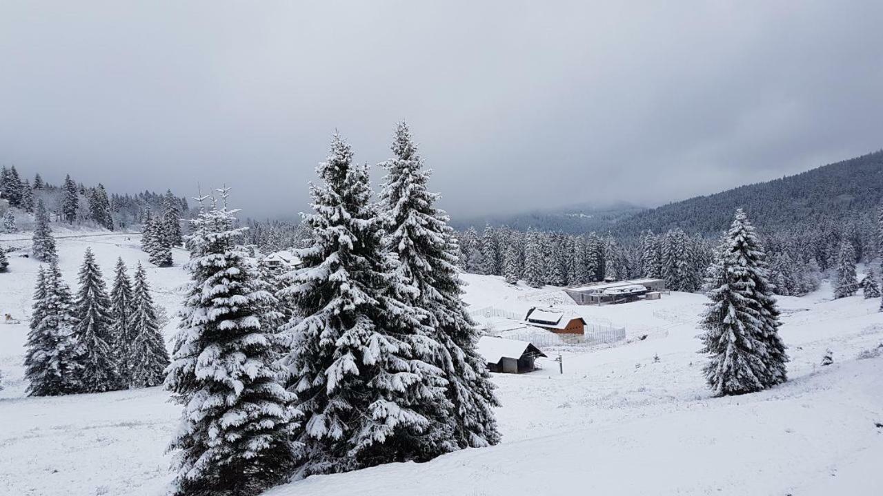 Winter-Nest Lägenhet Todtnau Exteriör bild